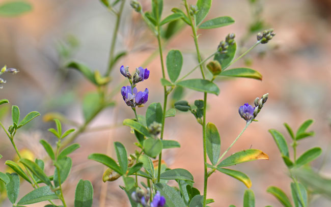 Alfalfa is a forb with decumbent to erect stems. Plants may be smooth or slightly hairy. Medicago sativa Alfalfa is a forb with decumbent to erect stems. Plants may be smooth or slightly hairy. Medicago sativa
